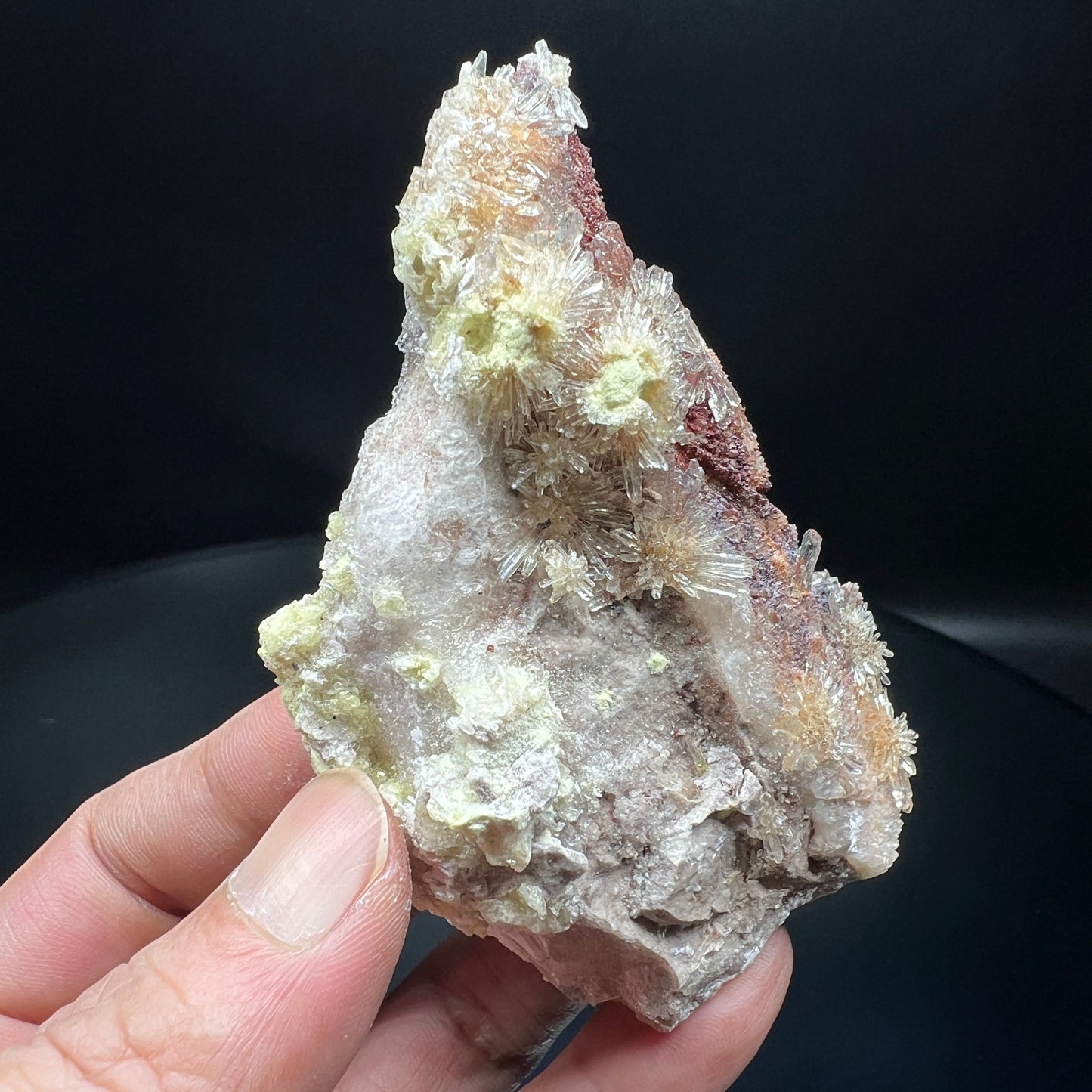 Creedite chrysanthemum (Free shipping)