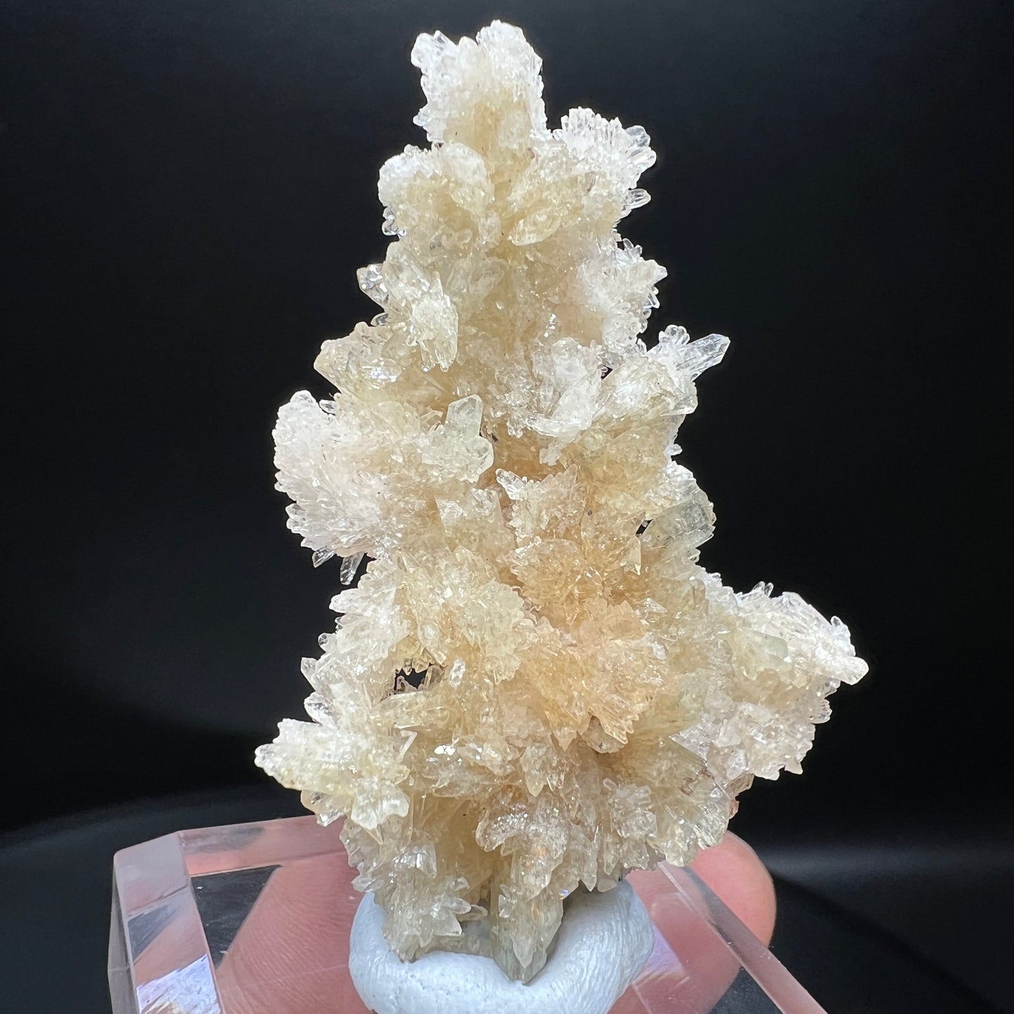 Creedite(Free shipping)