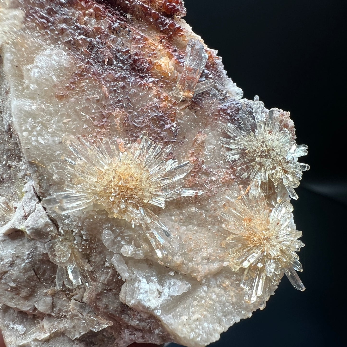 Creedite chrysanthemum (Free shipping)