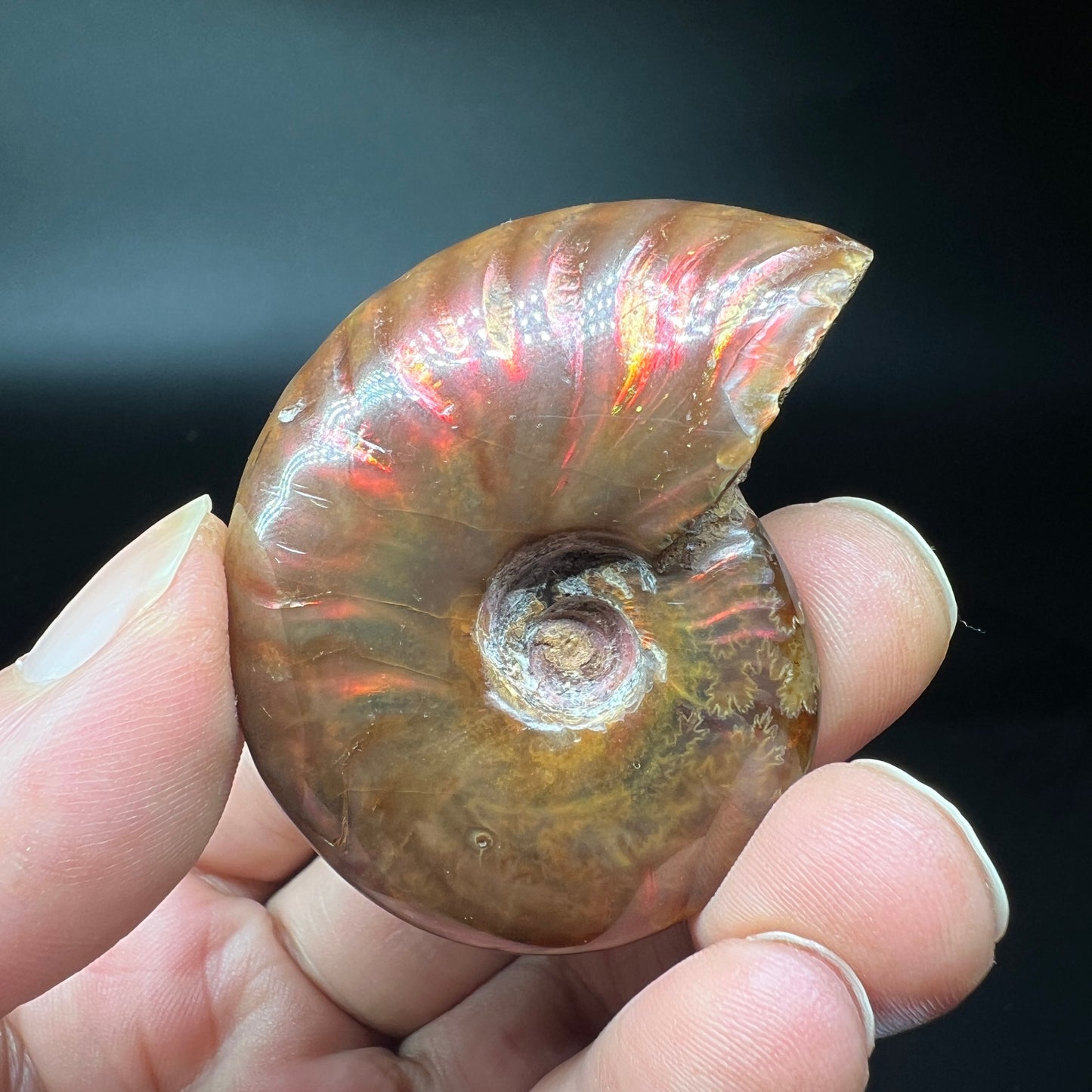 Ammonite fossil (Free shipping)