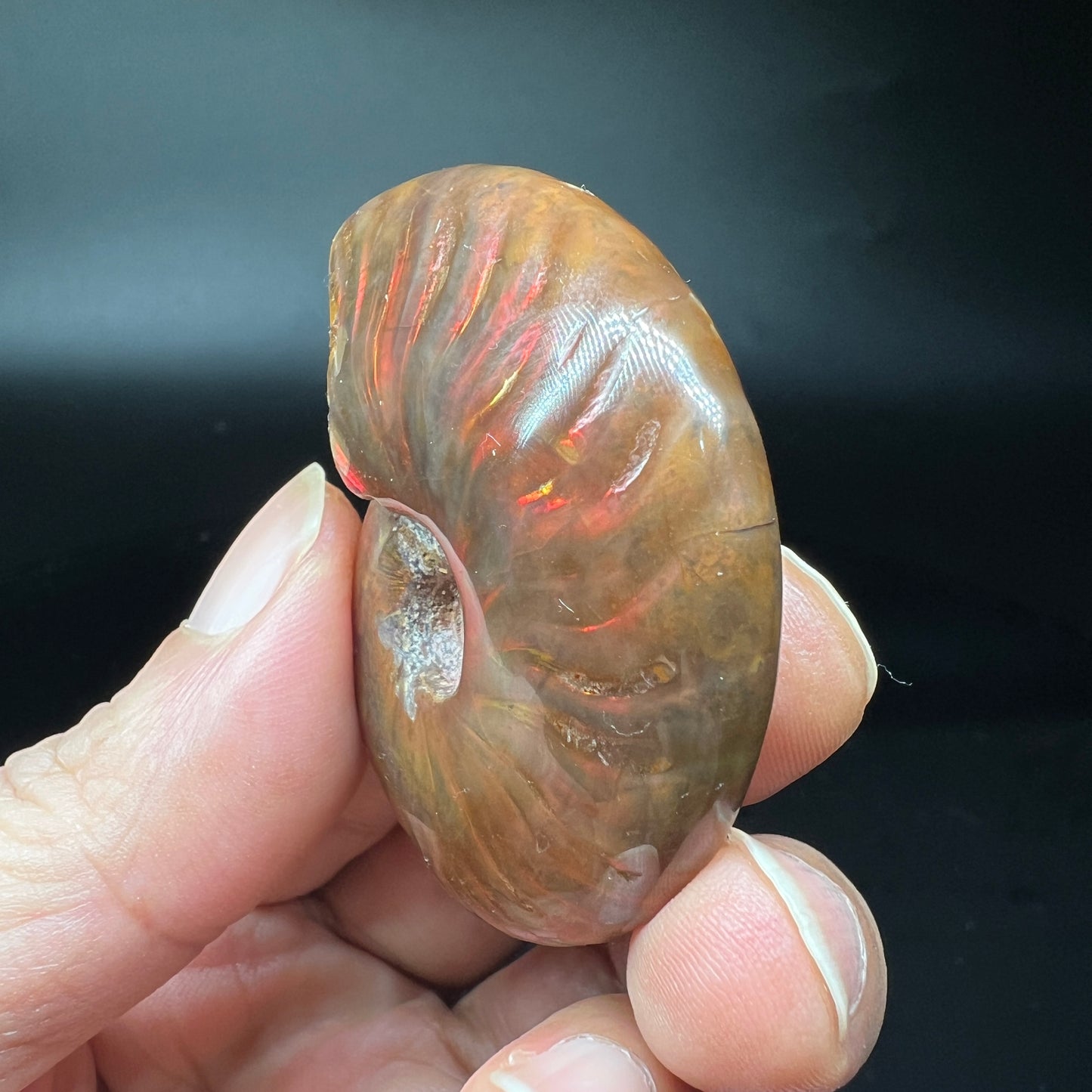 Ammonite fossil (Free shipping)