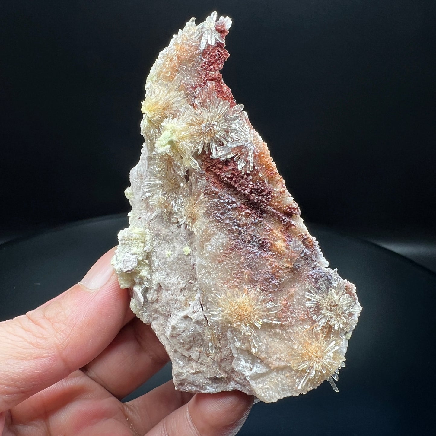Creedite chrysanthemum (Free shipping)