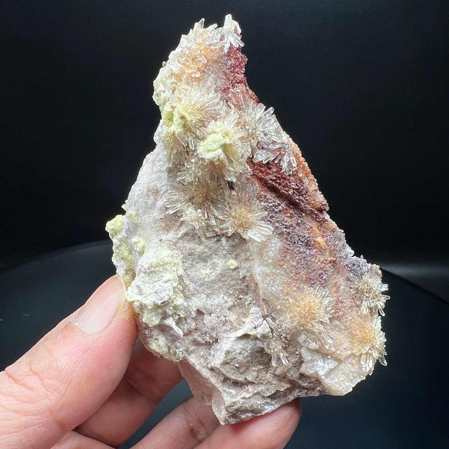 Creedite chrysanthemum (Free shipping)
