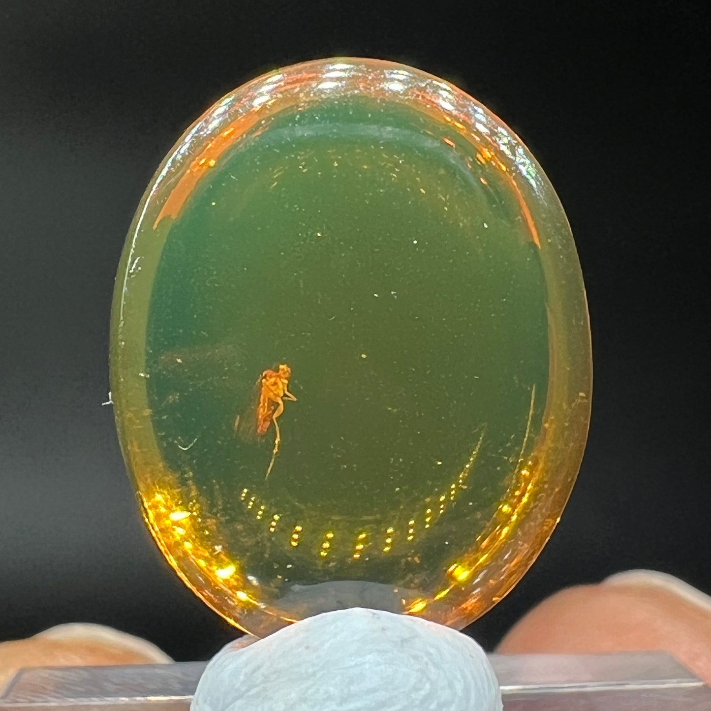 Amber moth (Free shipping)