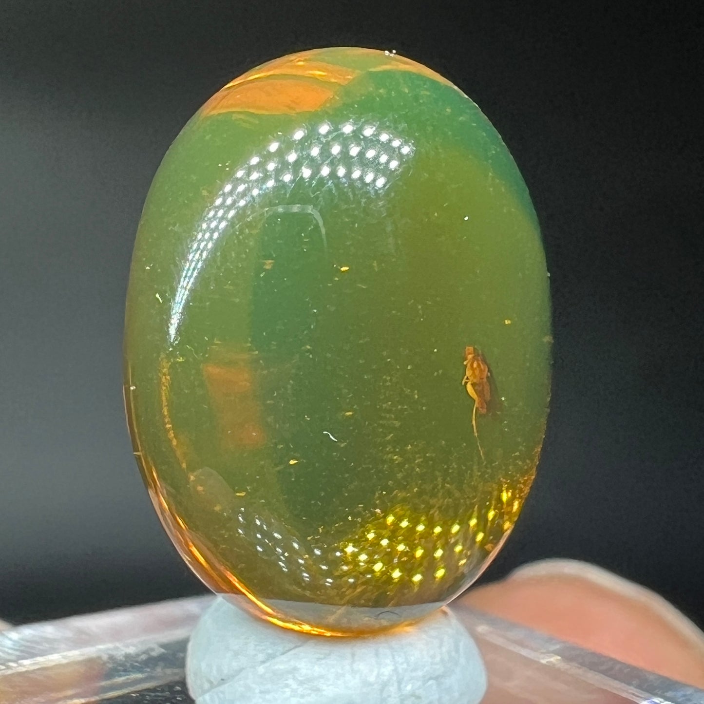 Amber moth (Free shipping)
