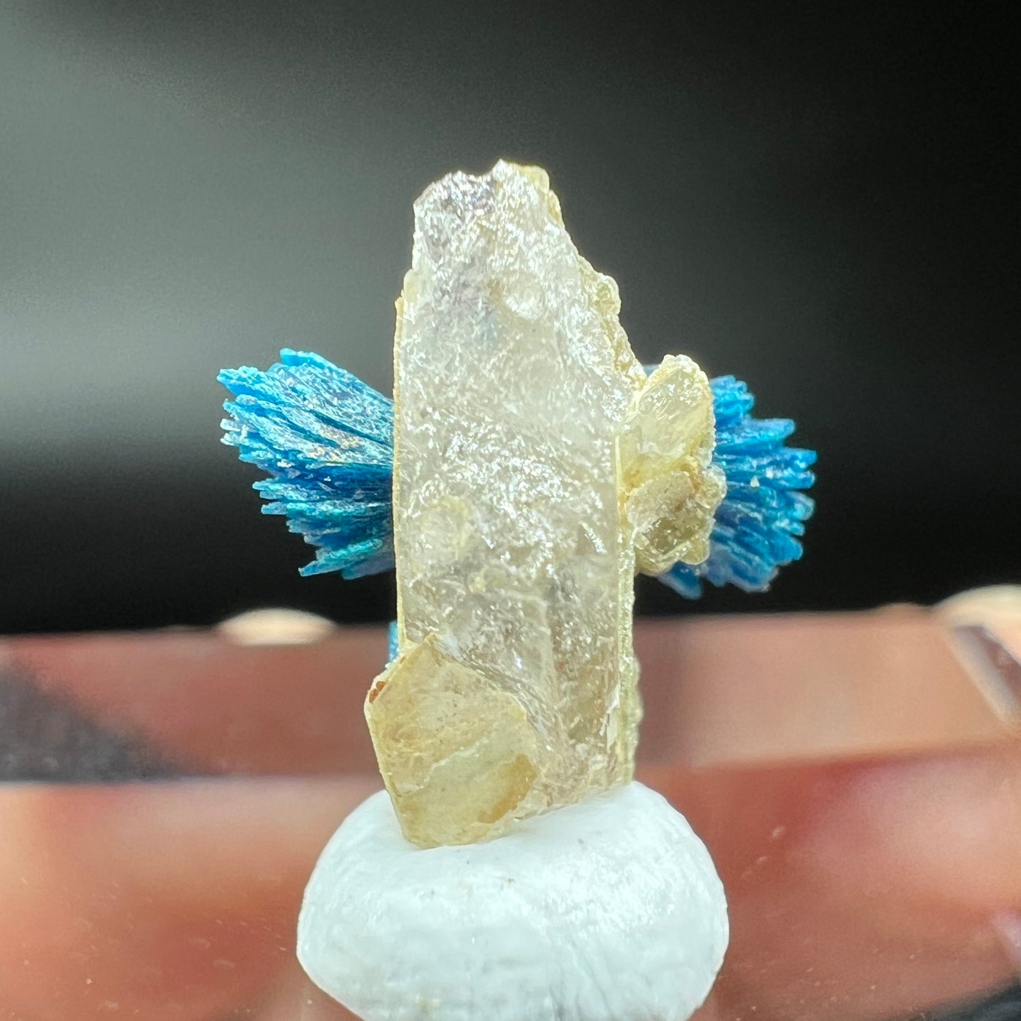 Bows Veszelyite (Free shipping)