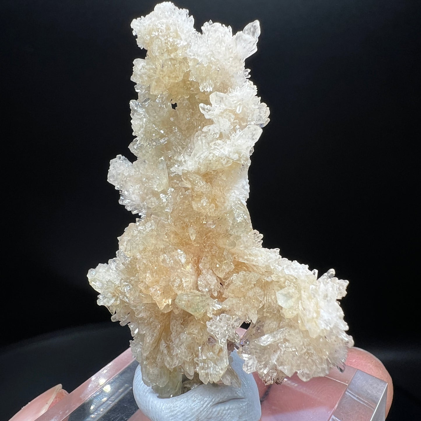 Creedite(Free shipping)