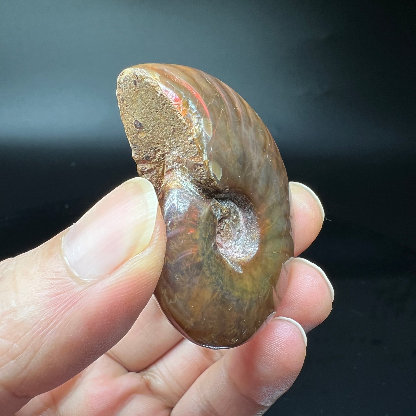 Ammonite fossil (Free shipping)