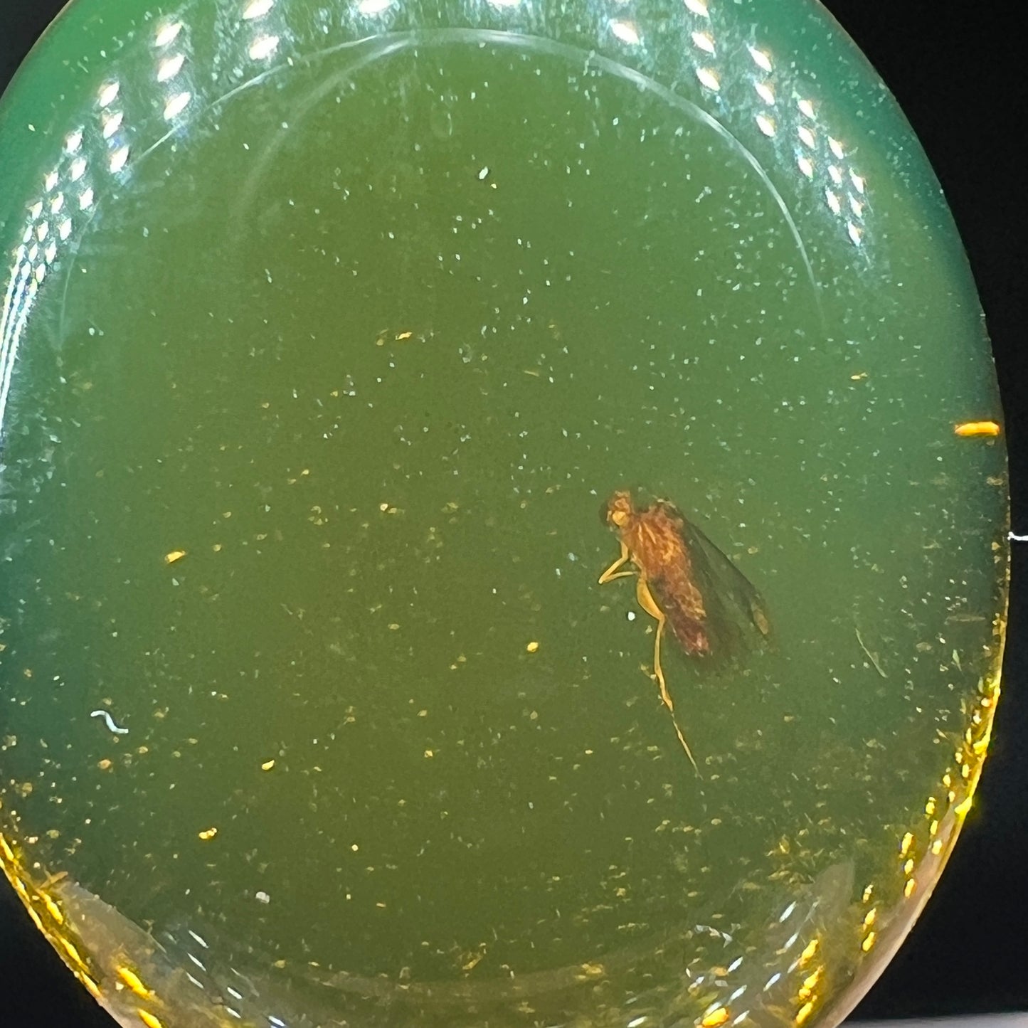 Amber moth (Free shipping)