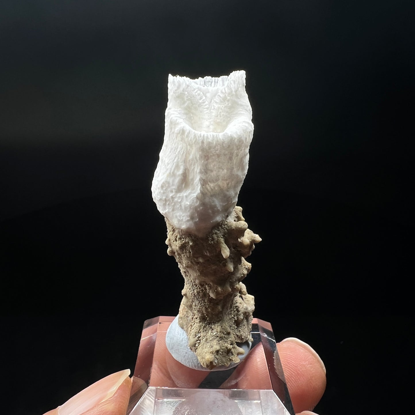 Goblet Aragonite 
(Free shipping)