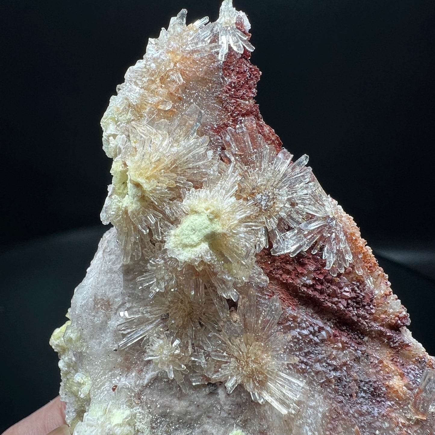 Creedite chrysanthemum (Free shipping)