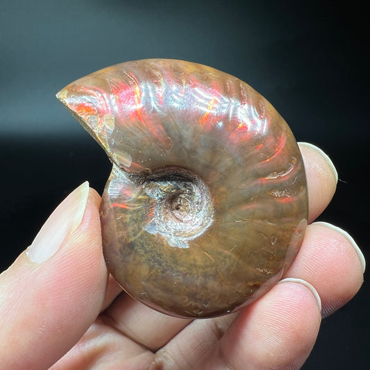 Ammonite fossil (Free shipping)