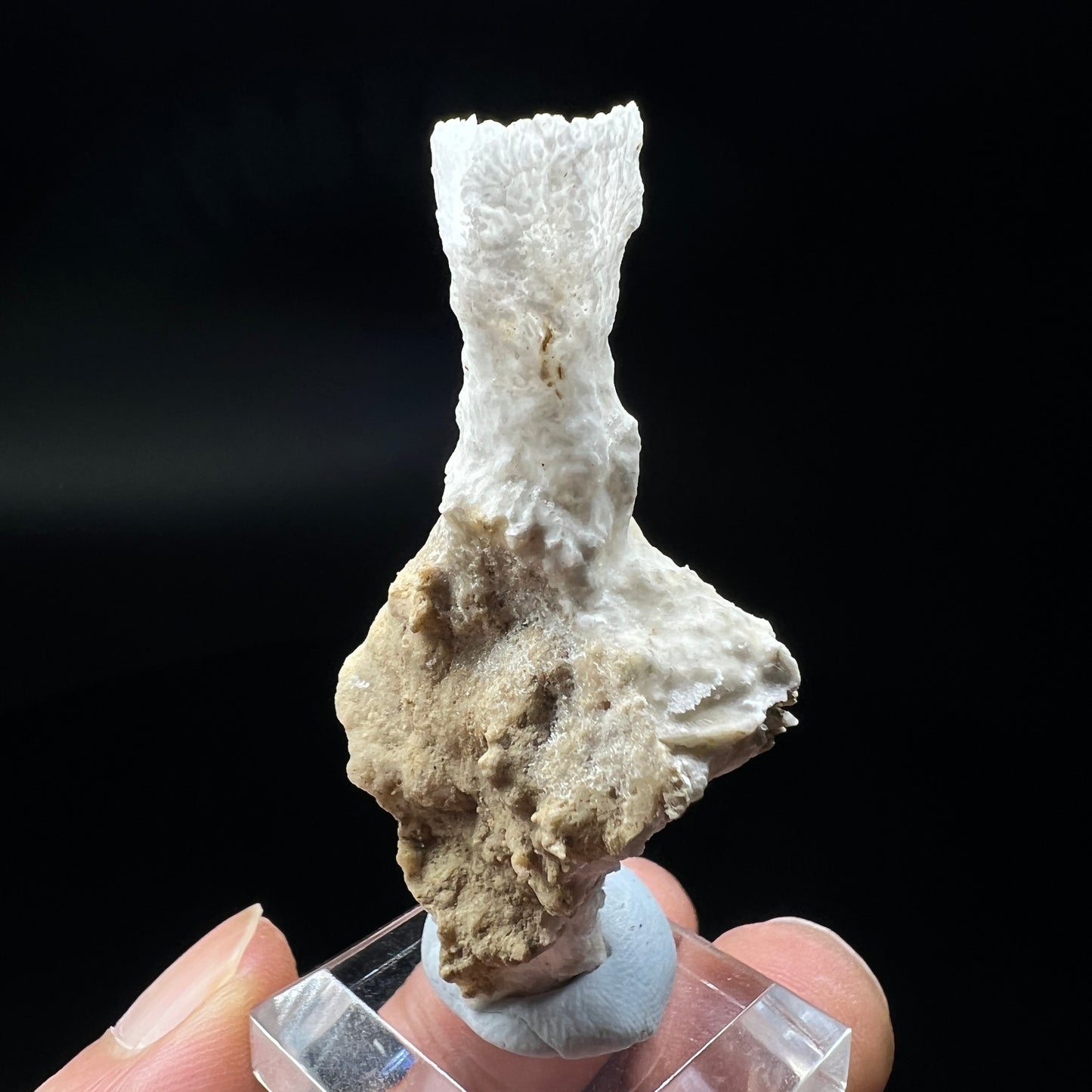 Goblet Aragonite (Free shipping)