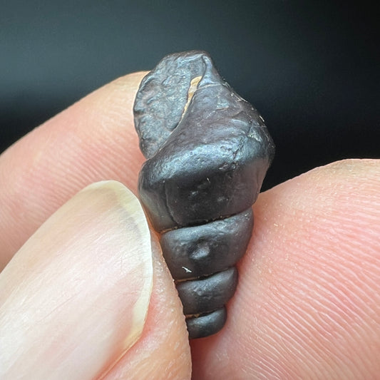 Limonite Fossil snails (Free shipping)