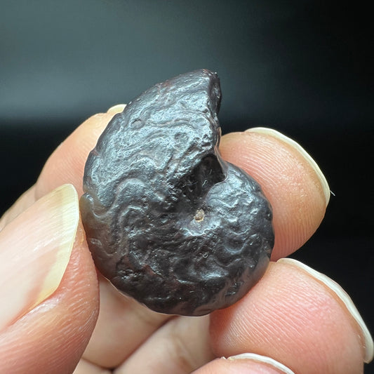Limonite after Ammonite fossil (Free shipping)