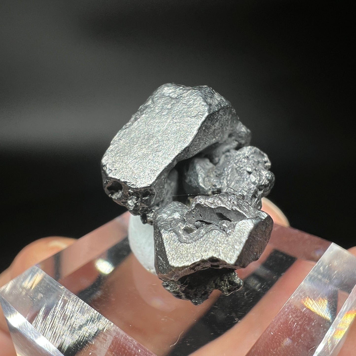 Argentine (Free shipping)