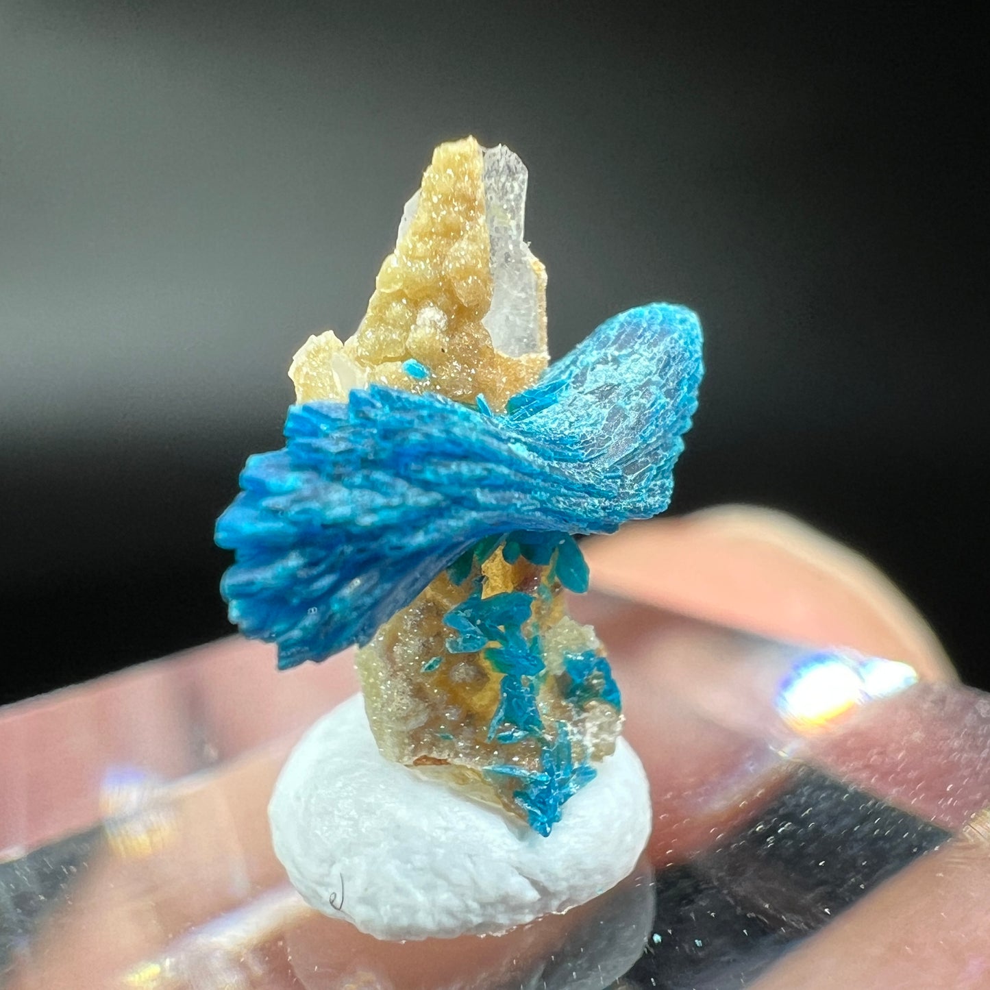 Bows Veszelyite (Free shipping)