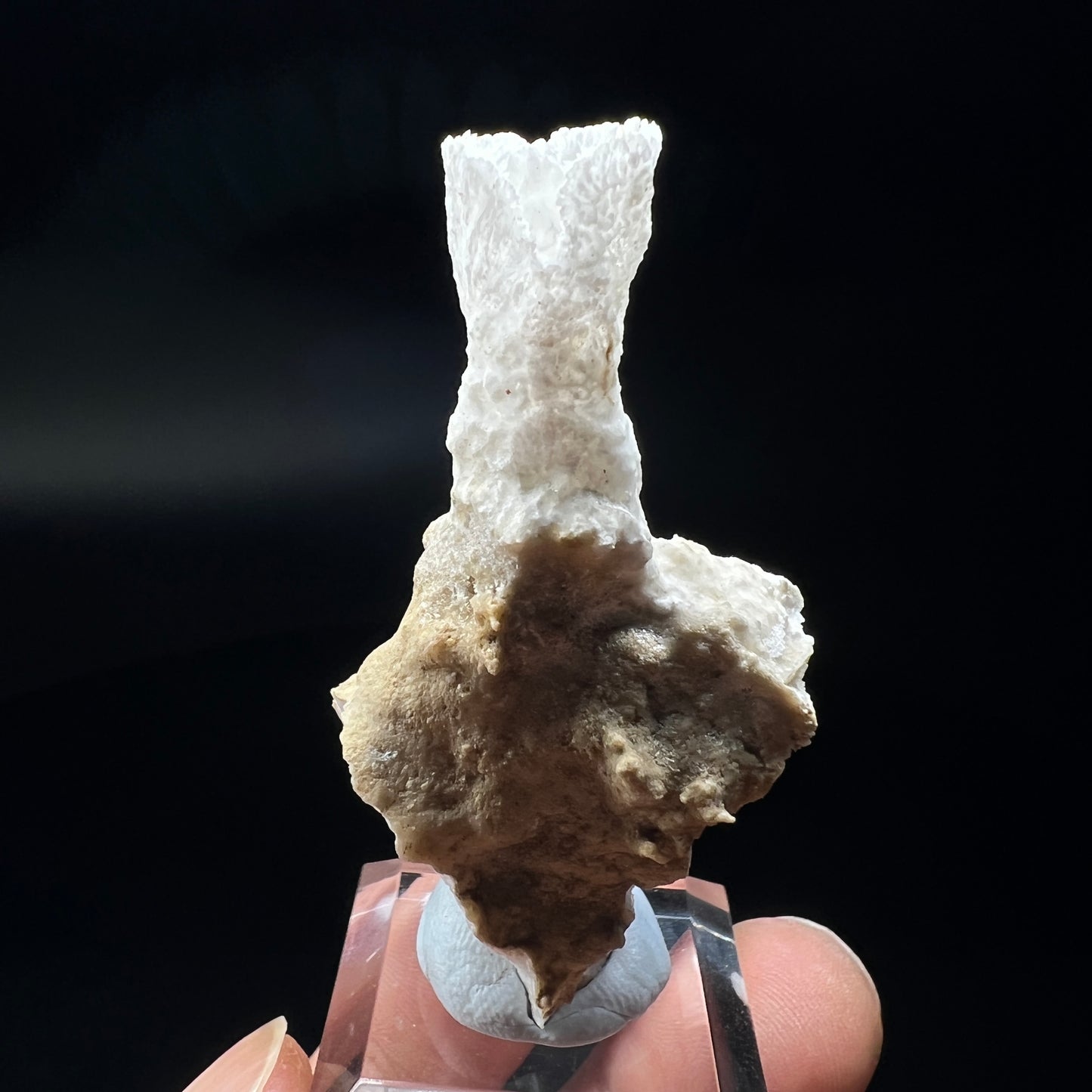 Goblet Aragonite (Free shipping)