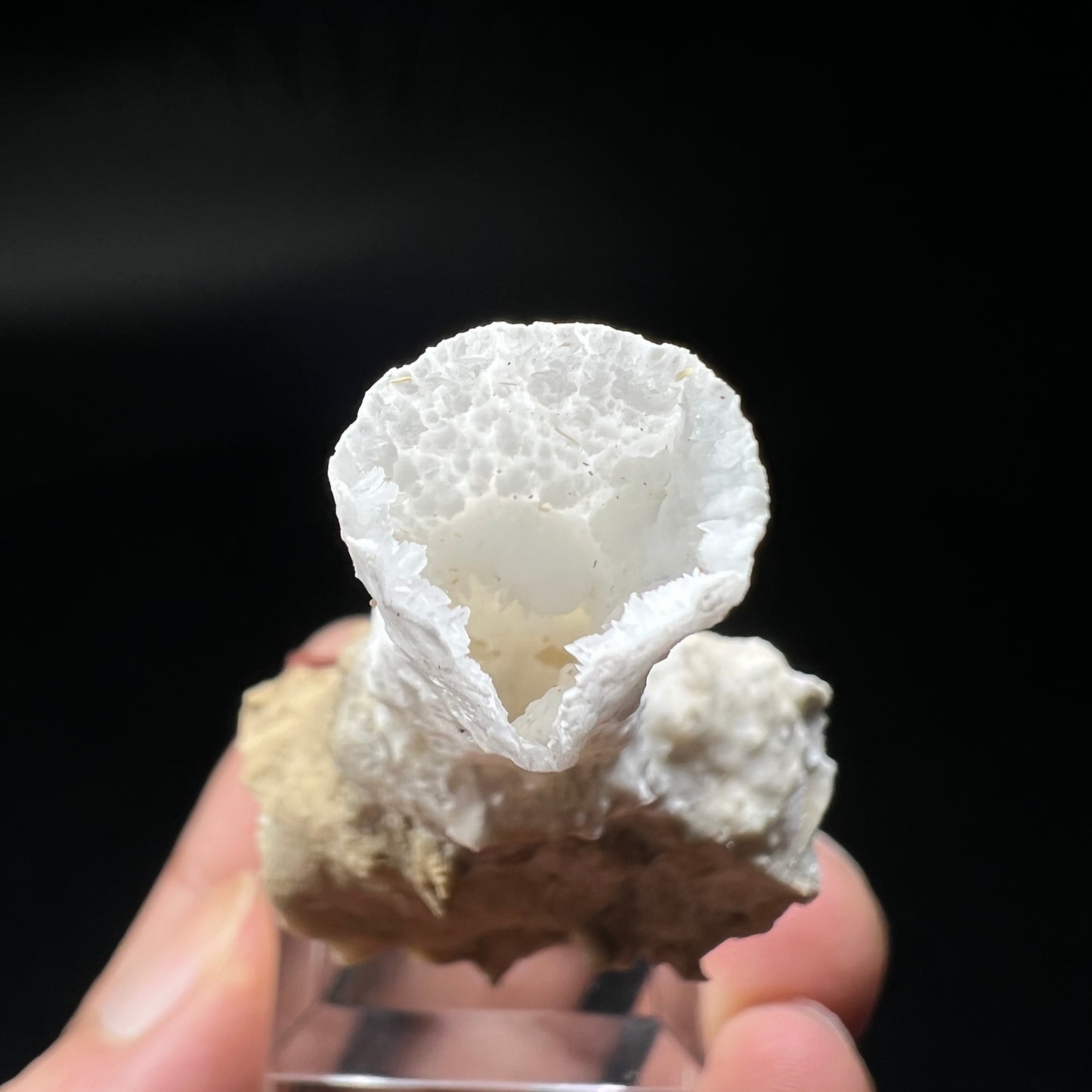 Goblet Aragonite (Free shipping)