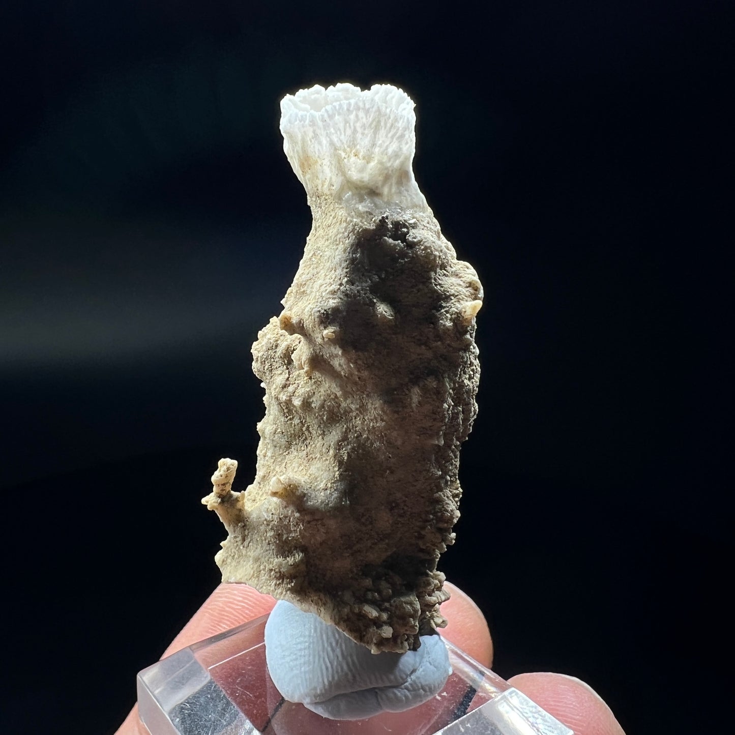 Goblet Aragonite (Free shipping)