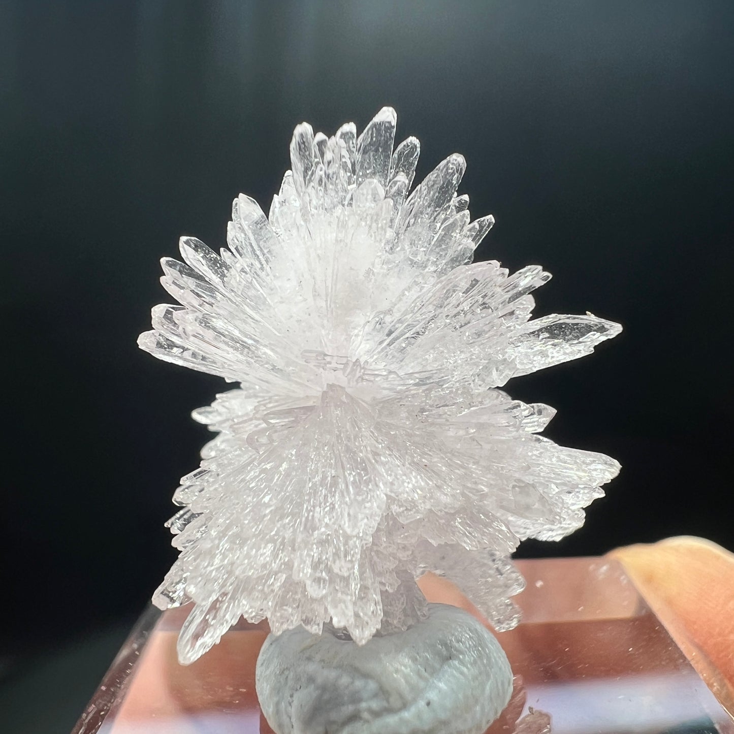 Creedite (Free shipping)