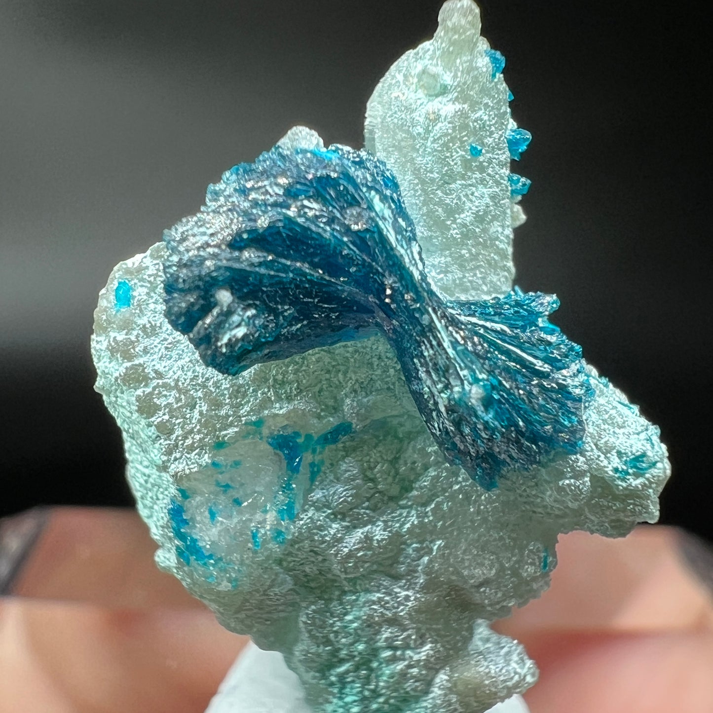 Bows Veszelyite (Free shipping)