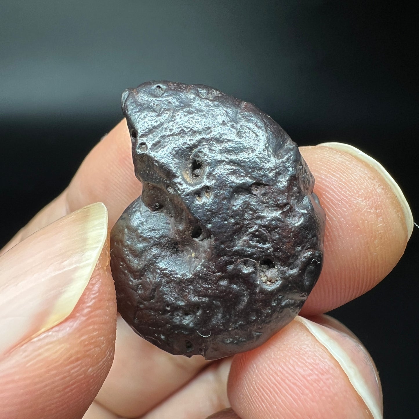 Limonite after Ammonite fossil (Free shipping)
