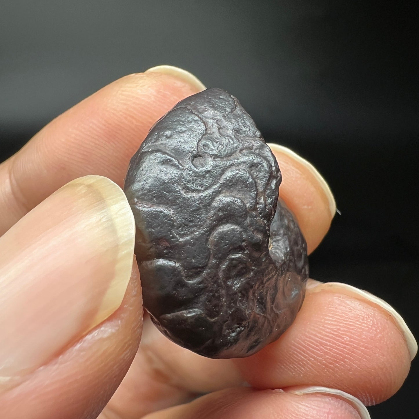 Limonite after Ammonite fossil (Free shipping)