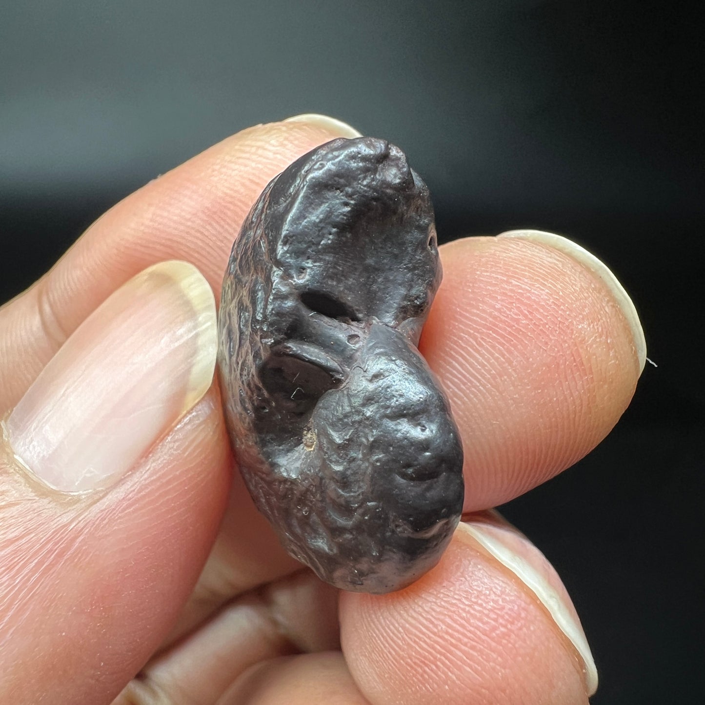 Limonite after Ammonite fossil (Free shipping)
