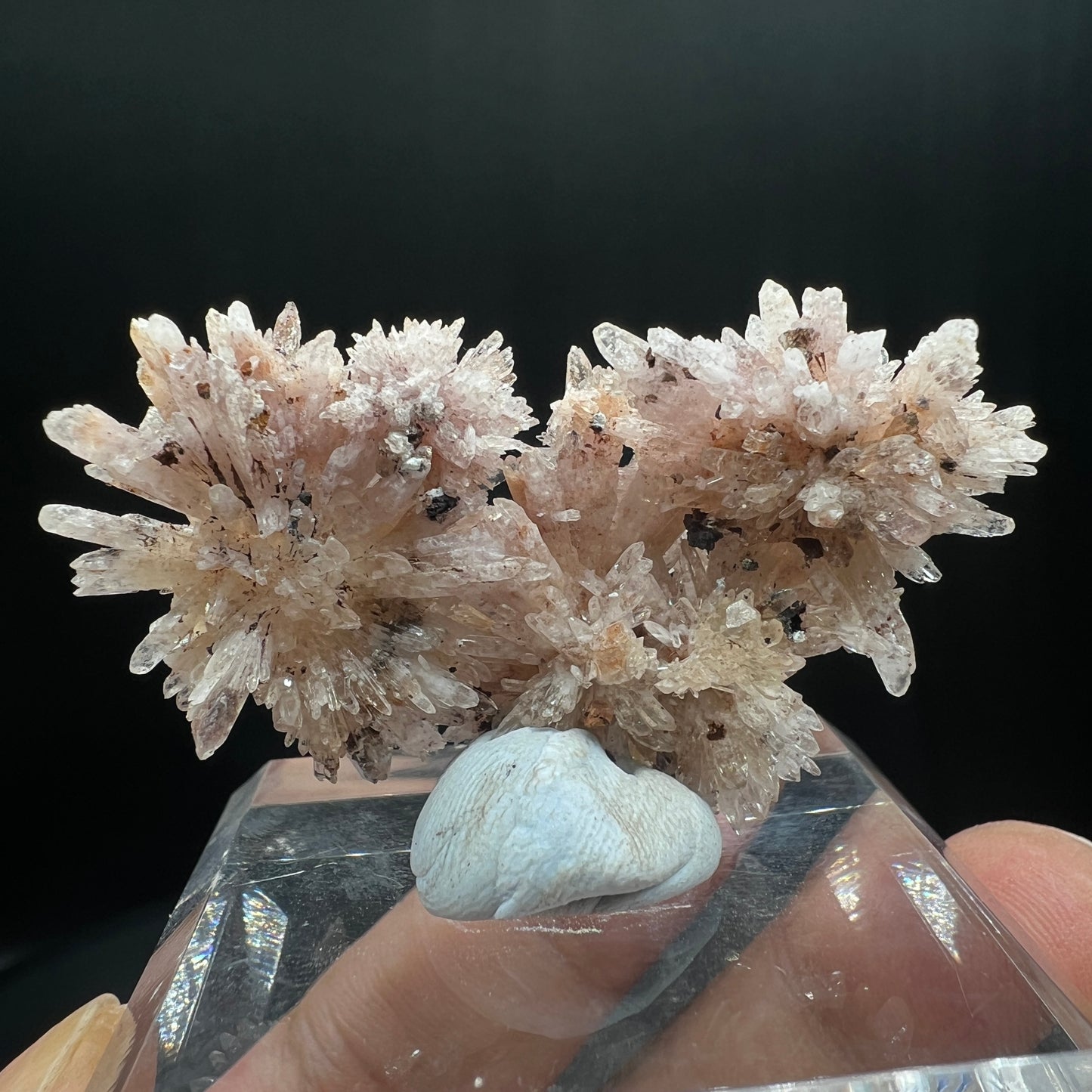 Floater Creedite (Free shipping worldwide)