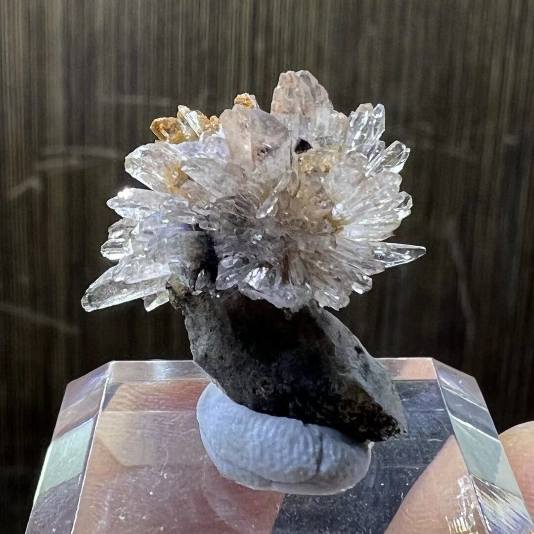 Creedite flower (Free shipping)