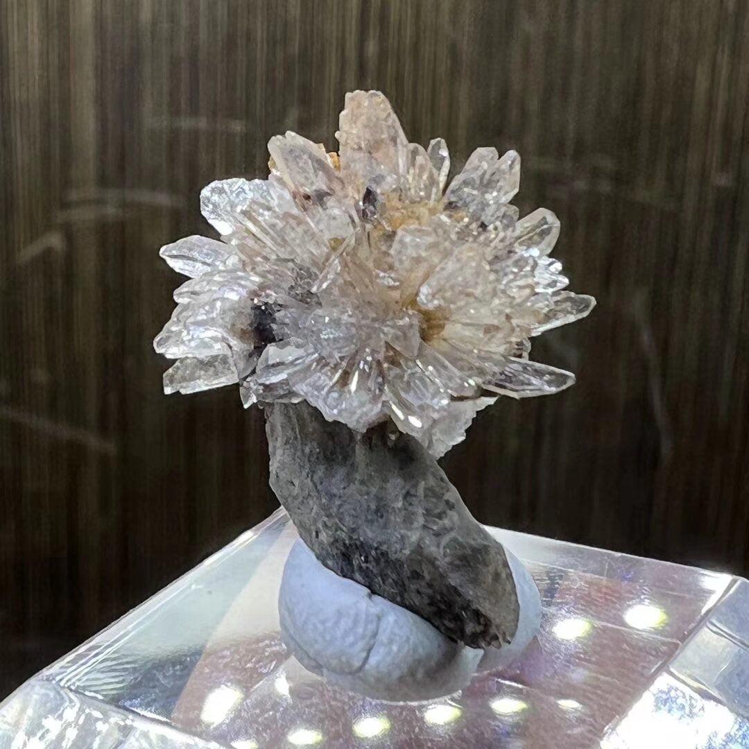 Creedite flower (Free shipping)