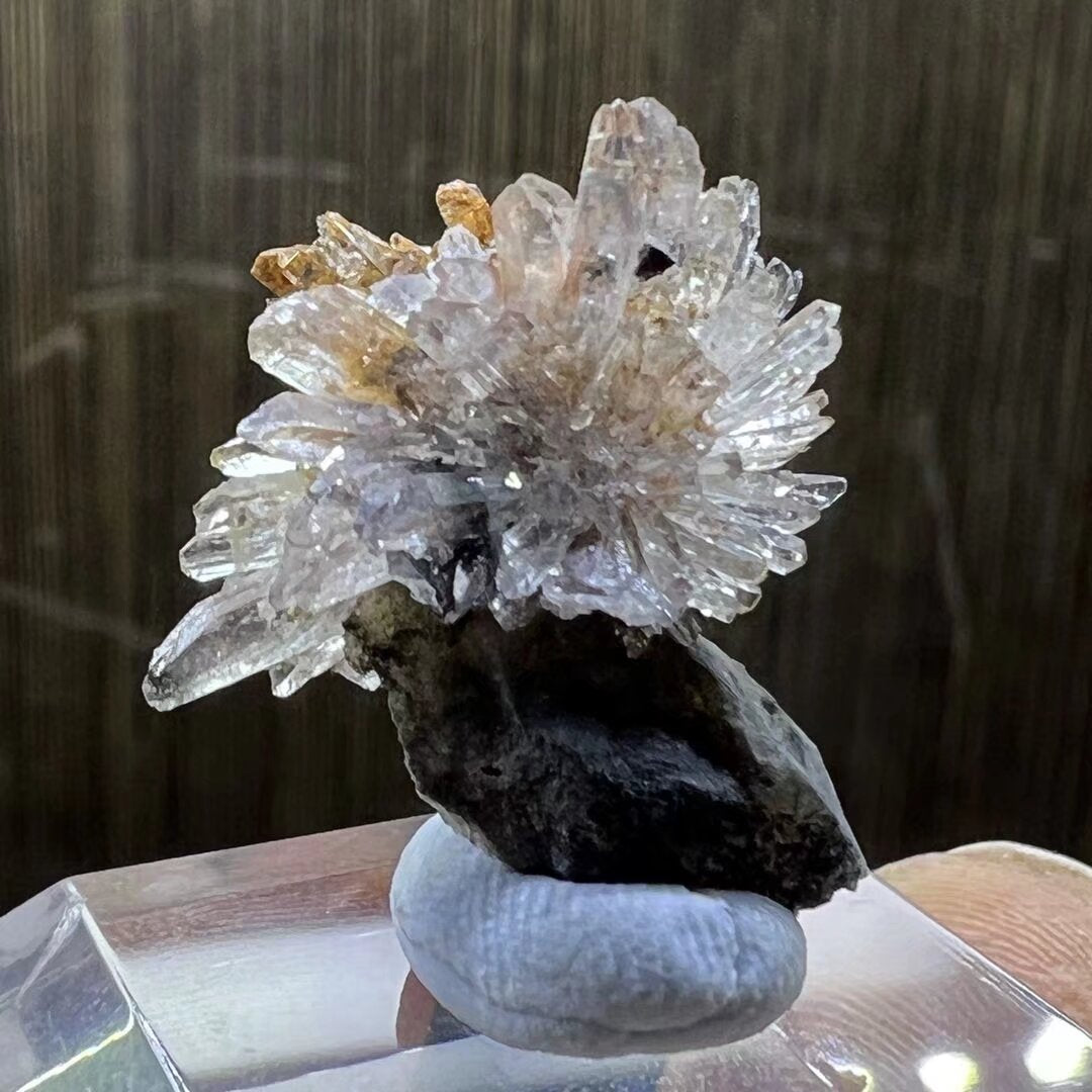 Creedite flower (Free shipping)