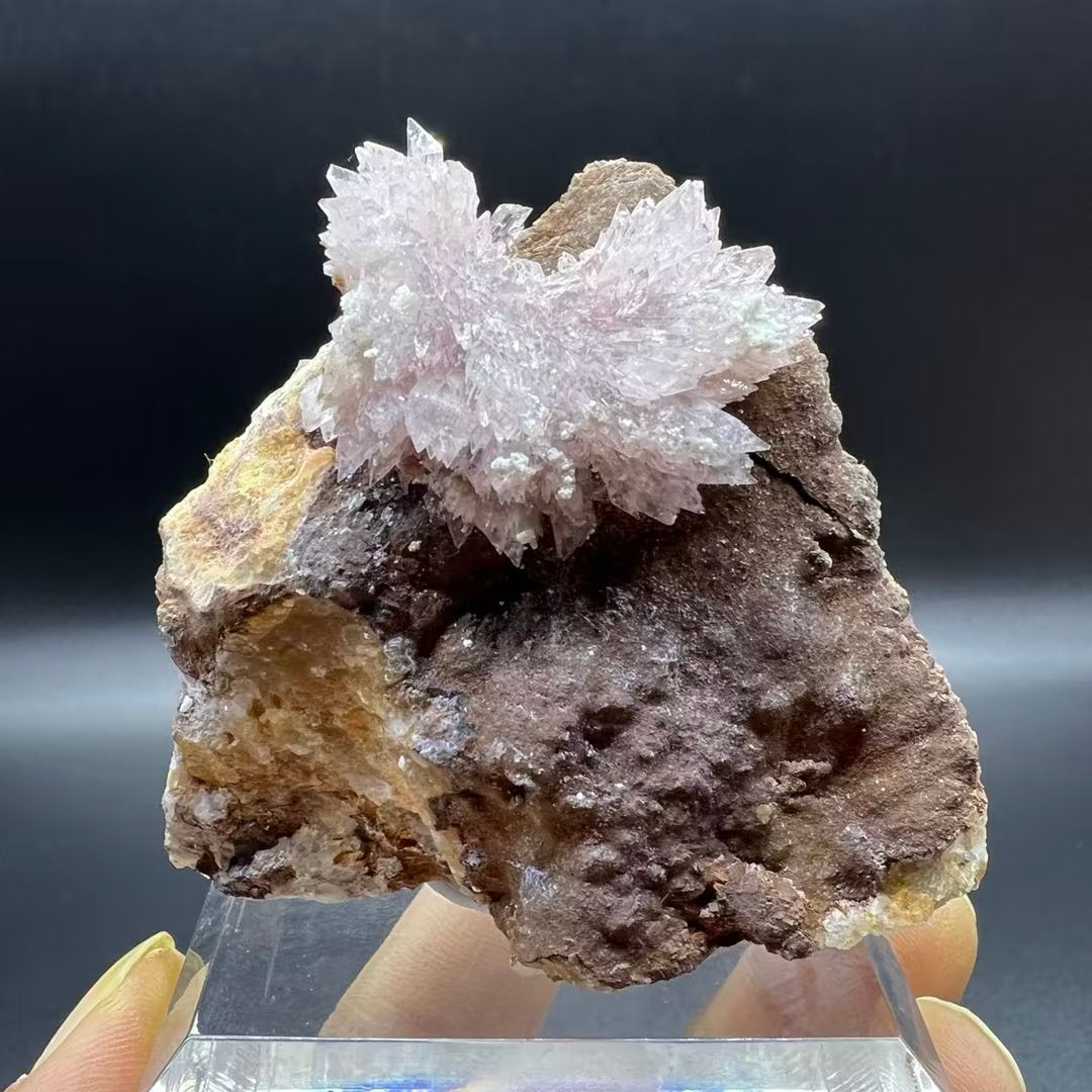 Creedite (Free shipping)