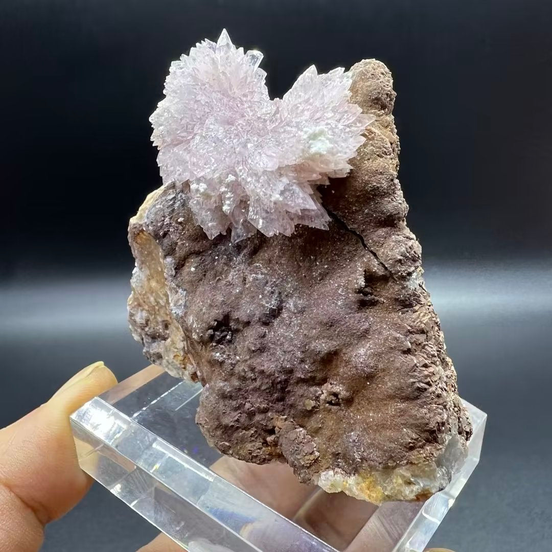 Creedite (Free shipping)