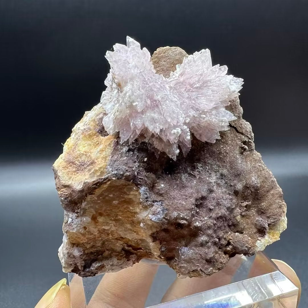 Creedite (Free shipping)